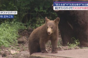 ２年ぶりに生まれたアメリカグマの赤ちゃん一般公開 静岡・裾野市「富士サファリパーク」