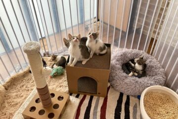 段ボールハウスでくつろぐ子猫たち – 富士山経済新聞