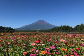 花の都公園の百日草 – 富士山経済新聞
