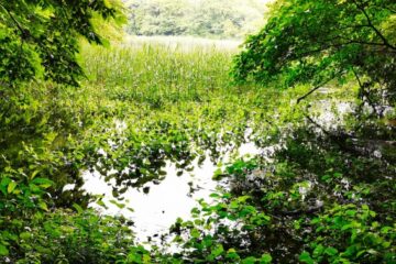 <b>伊豆</b>の花便り（６６） 環境カウンセラー、ジオガイド・山口康裕 – 伊豆新聞デジタル