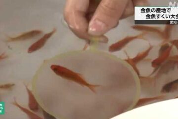 愛知 全国有数の金魚の産地 弥富市で金魚すくい大会 – NHKニュース