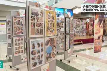 富士 猫の保護活動を紹介するパネル展 高校生中心の団体開く|NHK 静岡県のニュース