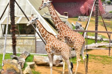 <b>伊豆</b>シャボテン動物公園のサバンナエリアに、2頭目のアミメキリン「ユメ」が仲間入り – PR TIMES