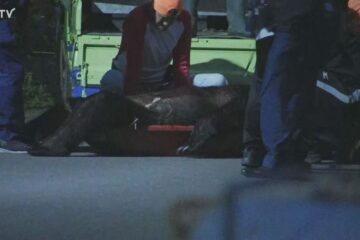 【緊迫】住宅街に響く２発の銃声 駆除したクマは体長1.5m「まだ安心できない」男性襲った個体か …
