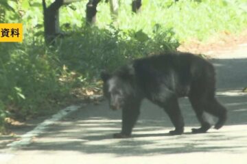 【クマ出没情報】田んぼのあぜ道を国道方面へ歩くクマ（体長約７０センチ）福島市荒井字上新田 …