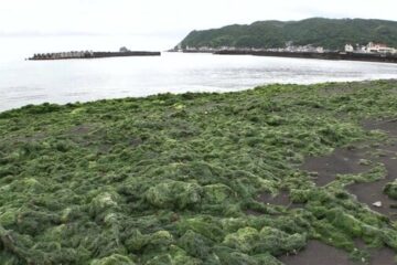 【独自】「臭いますよね…プーンって」海開き直前のビーチに大量の藻「ジュズモ」漂着 なぜ …