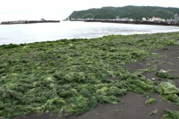 【独自】海開き直前…静岡・<b>伊東市</b>の海岸に迷惑な“緑のじゅうたん”大量の「ジュズモ」漂着 白く …