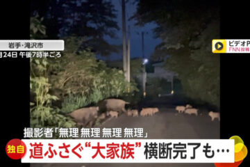 【独自】「無理無理無理無理」道ふさぐイノシシ24頭の“大家族” 大行列で一斉移動か…横断完了も …