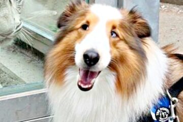 ホワイトタイガーが犬にロックオン！？ ガラス越しの“未知との遭遇”に「お友達になりたいのかな …