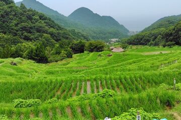 オーナー募集中！日本の原風景が広がる西伊豆<b>松崎町</b>「石部の棚田」