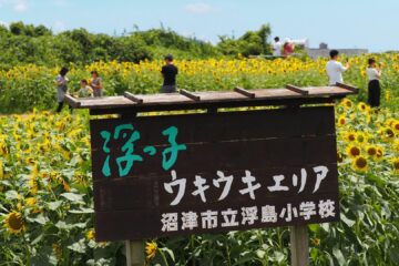 【<b>沼津市</b>】夏の絶景スポット「浮島ひまわりらんど」でひまわりが見頃 ドクターイエローとの共演も
