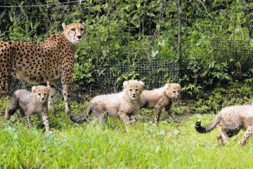 新顔続々と <b>富士</b>や日本平で動物の赤ちゃんが誕生 – 中日新聞
