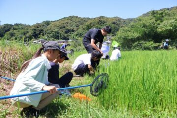 水田の生き物採取に歓声 <b>下田</b>高生が小中学生１３人とフィールドワーク – 伊豆新聞デジタル