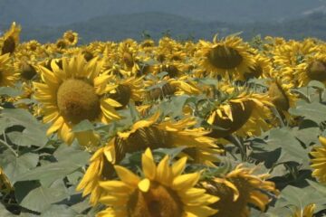 「遠くから来る価値がある」 広大な敷地に咲く40万本のヒマワリ 『サンフラワーフェス』が開催 …