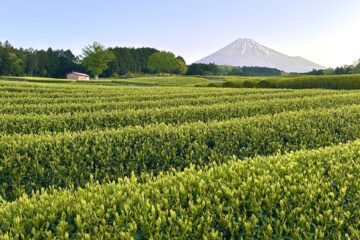 抹茶ブーム逆風で“お茶王国”にも異変 製茶業者の倒産・廃業が過去最多ペース – 静岡ライフ