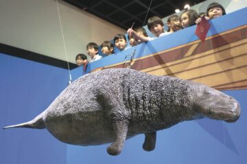 ステラーカイギュウの復元模型など迫力満点/萩博物館で「絶滅動物展」 | 山口新聞 電子版