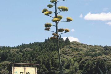 数十年に１度の晴れ姿/萩・江崎駅 アオノリュウゼツラン開花 – 山口新聞