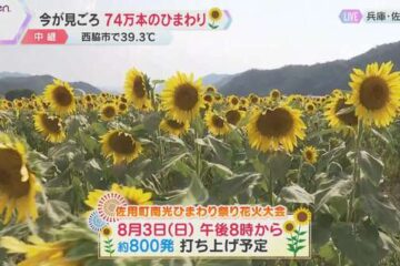 猛暑続く関西 兵庫・佐用町で22万本のひまわり見ごろ 県内の北条鉄道は高熱の影響でレールが …
