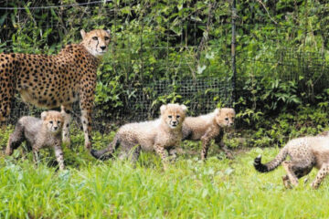 新顔続々と 富士や日本平で動物の赤ちゃんが誕生