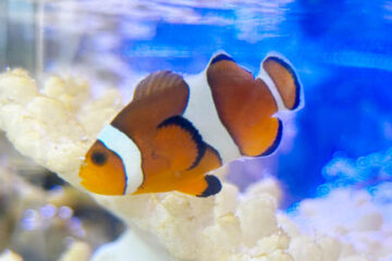 可愛くて面白い魚たちに会える！西宮ガーデンズでミニ水族館「サマーディスプレイ」