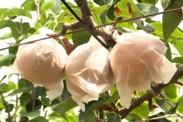 「本当に暑すぎて…」糖度と味は上々! 今が食べ頃の梨園 暑さ対策は必須…暖冬の長期化に不安も …