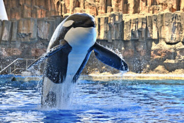 国内最大のシャチ「アース」死ぬ 16歳、名古屋港水族館 – 47NEWS