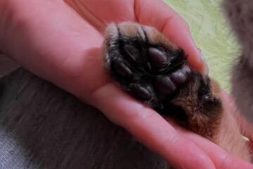 【<b>富士市</b>】ペットのこと聞ける人がいるとほっとする 私の大切なペットシッターさん、ご紹介し …